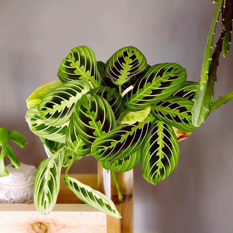 Prayer Plant