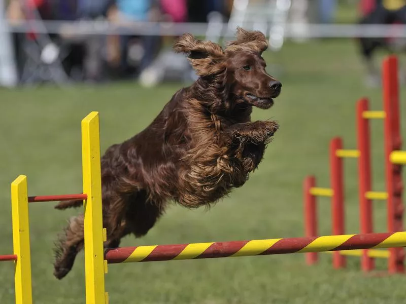 irish setter