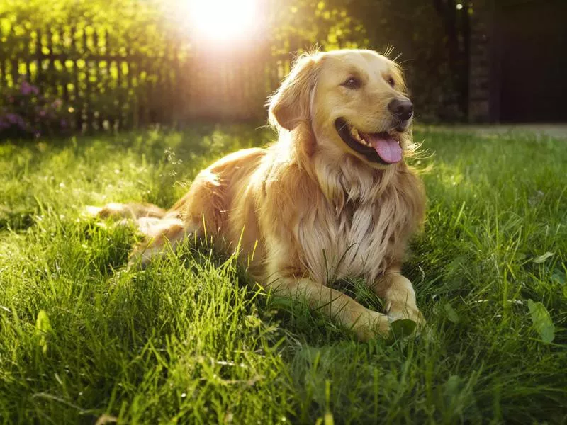 Golden Retriever