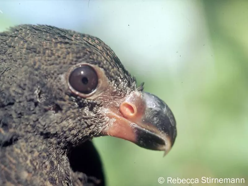 Tooth-Billed Pigeon