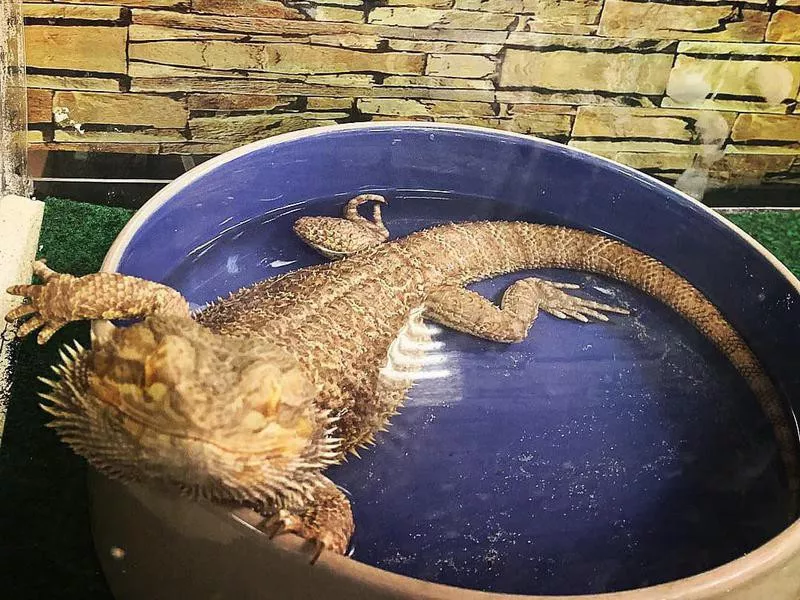 Bearded dragon at Uncle Bill’s Pet Center