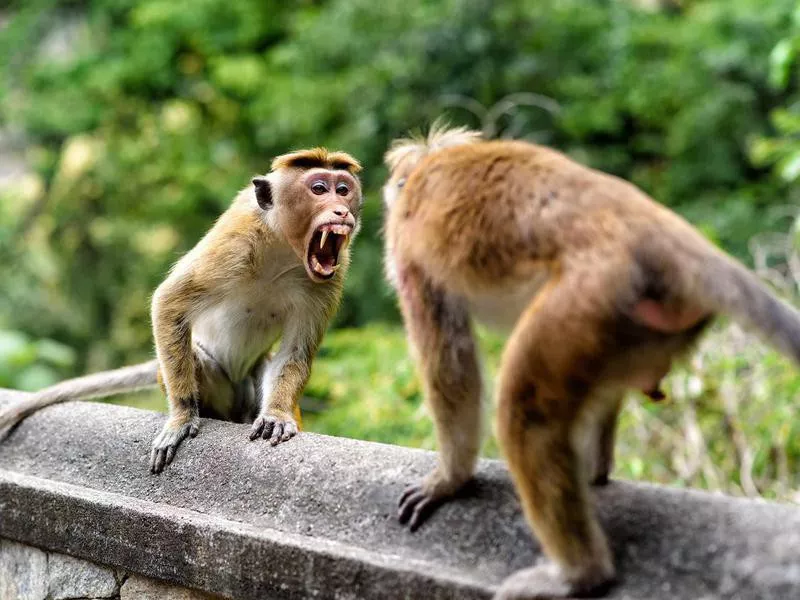 Bonnet monkeys