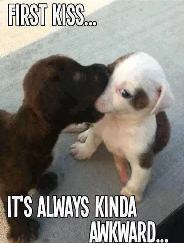 Two puppies kissing