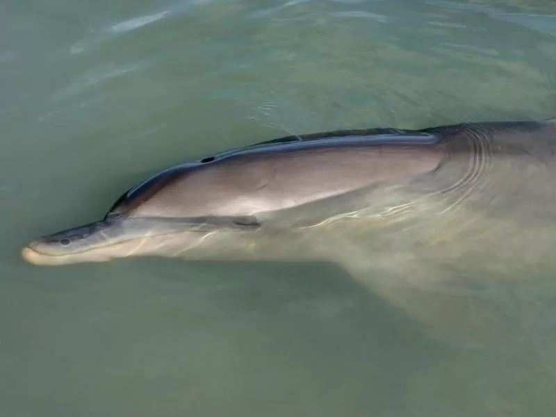 Dolphin resting