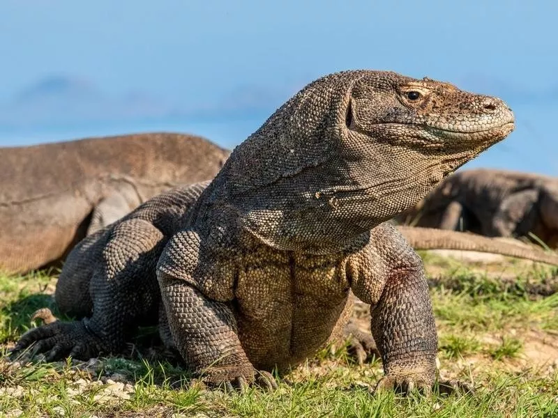 komodo