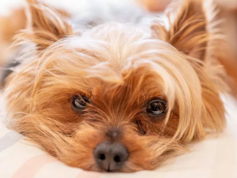 Yorkshire terrier