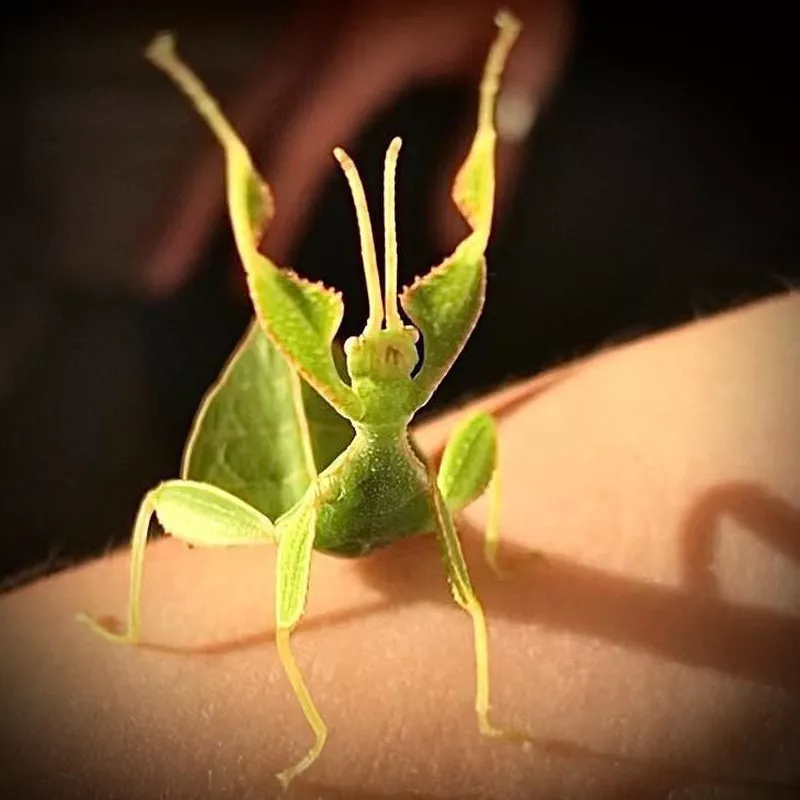 Praying mantis pet