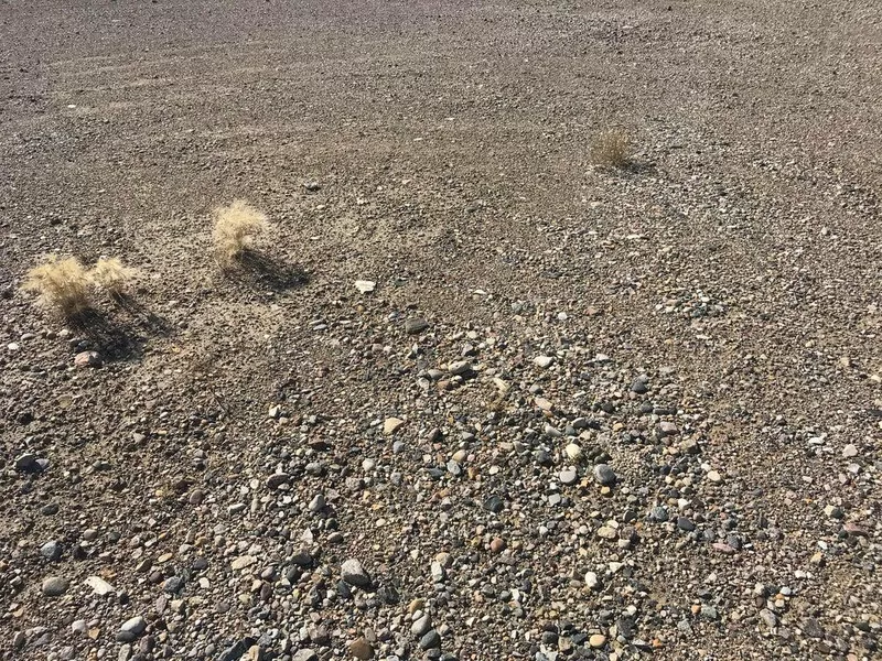 Plovers with four eggs in rock