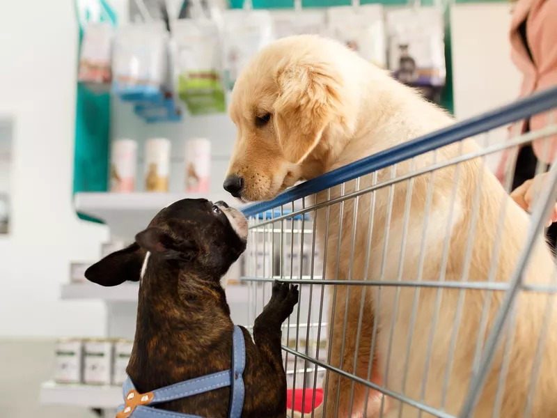 Dog in a shopping cart