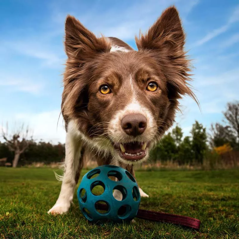 Dog with a rubber ball