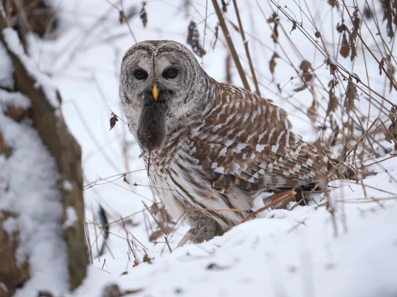 Late fall owl in Ottawa