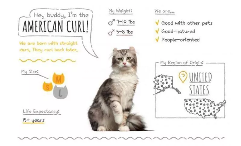 American Curl stats