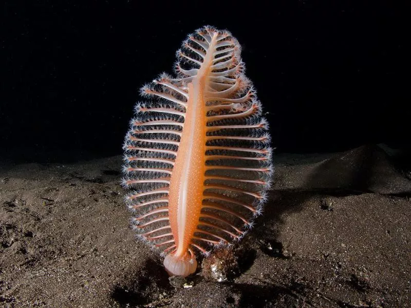 Sea Pen