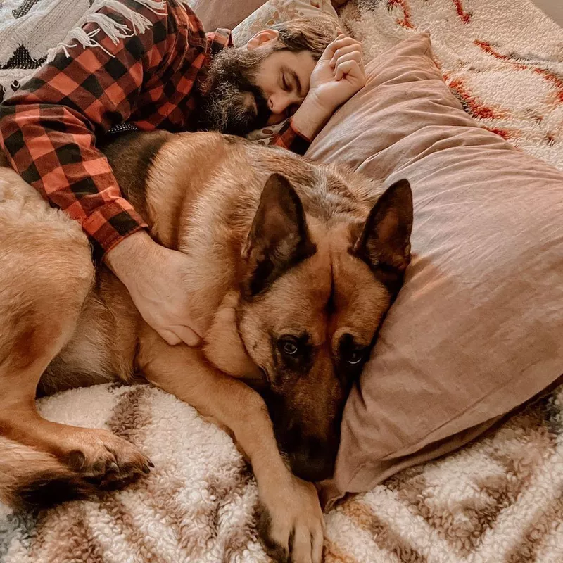 German Shepard with Owner in Bed