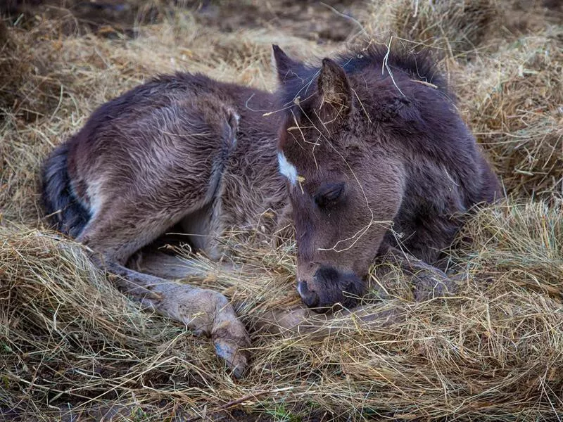 Newborn Colt in Kentucky