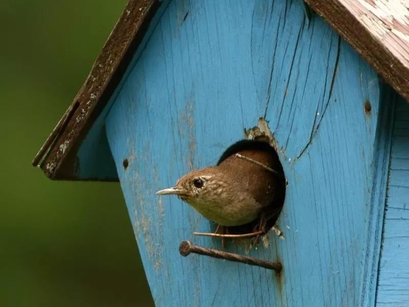 wren