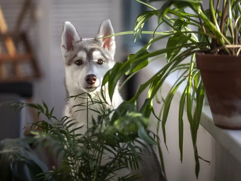 A small puppy among domestic plants