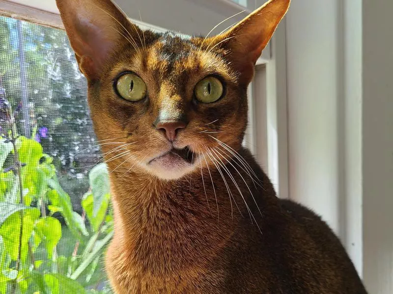 abyssinian cat