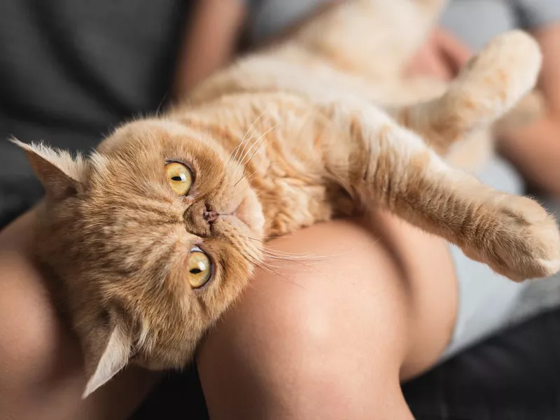 Exotic Shorthair