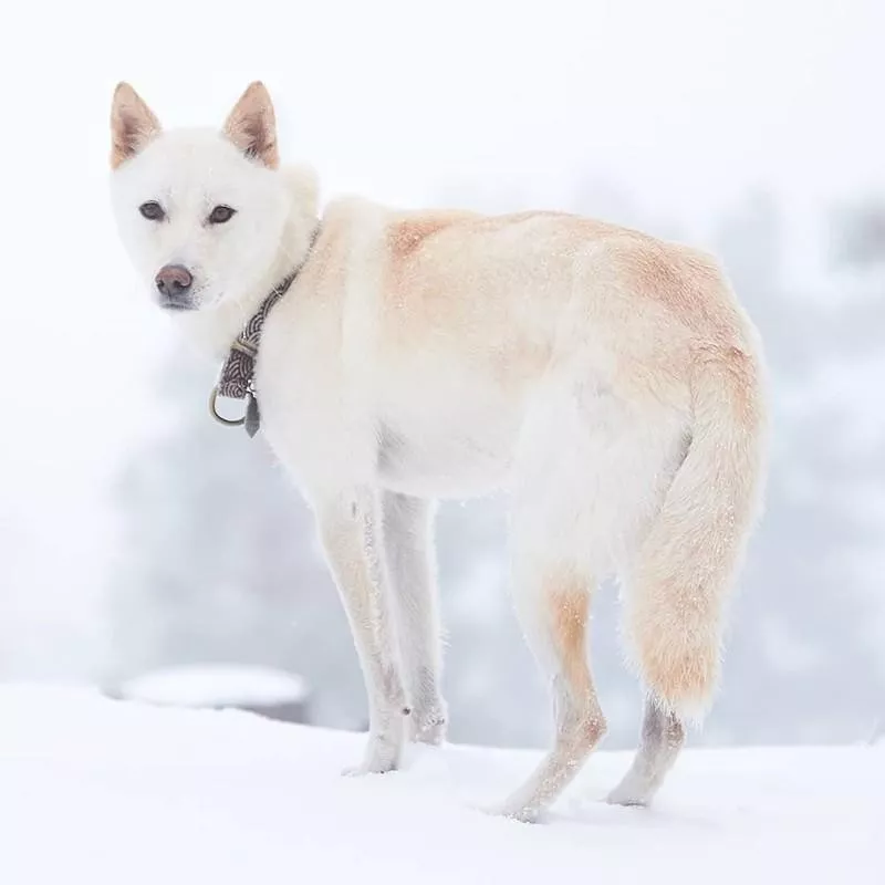 Jindo