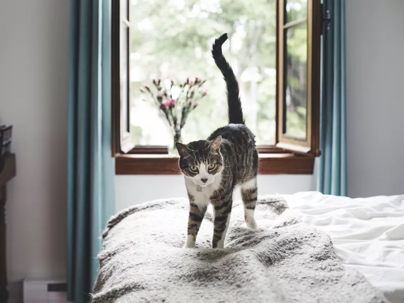 Tabby cat on a bed