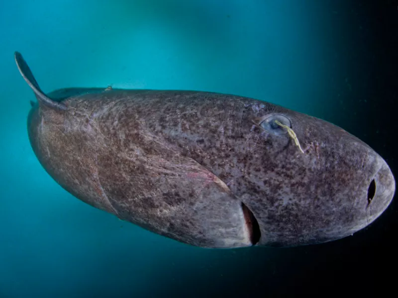 Greenland Shark