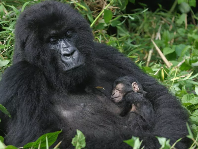 Mountain Gorilla