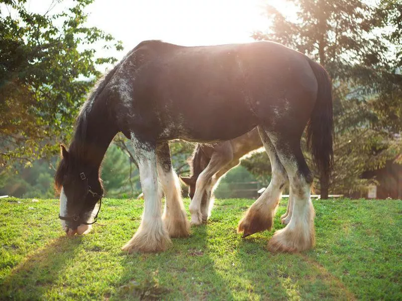 Clydesdale horse