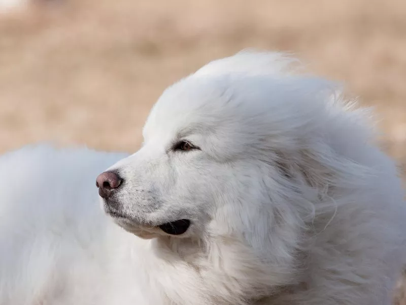 Great Pyrenees