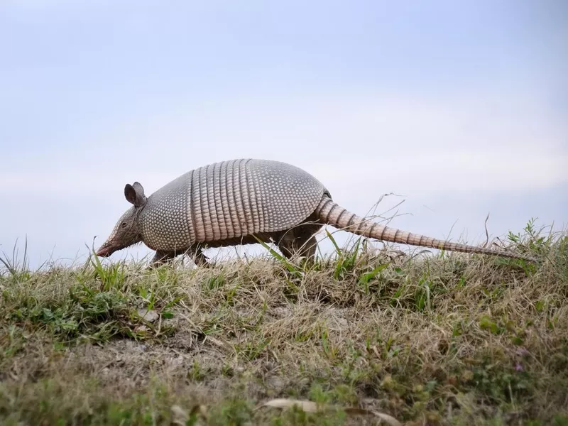 Armadillo