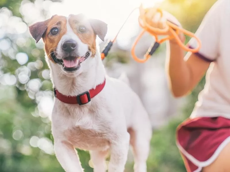 Jack Russell Terrier