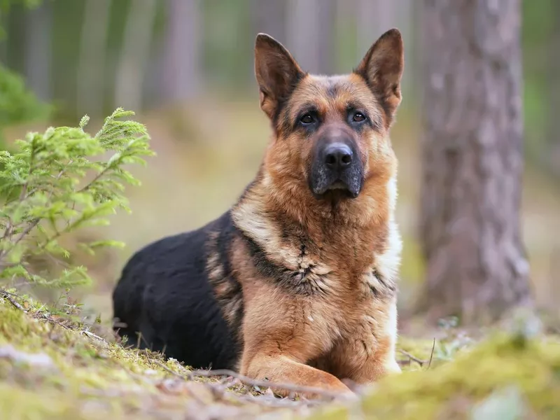 black and tan German Shepherd