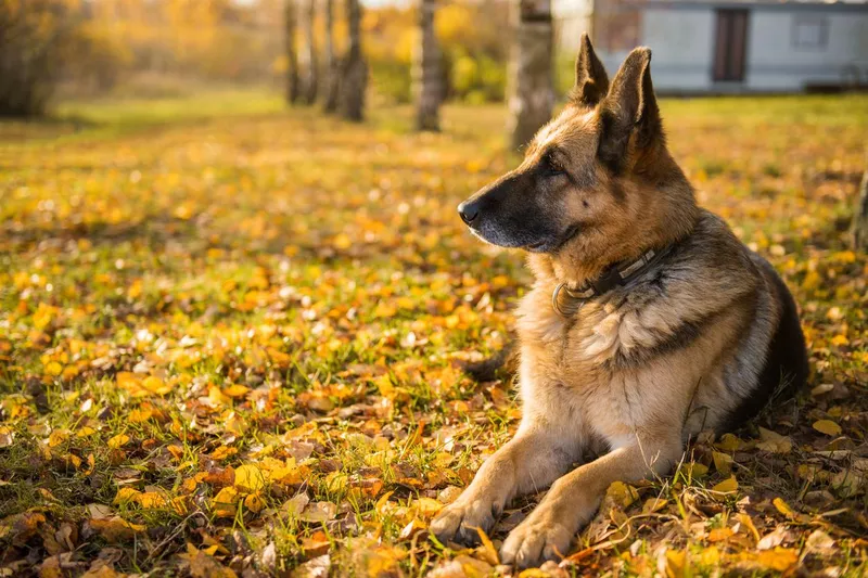 Old shepherd dog outside