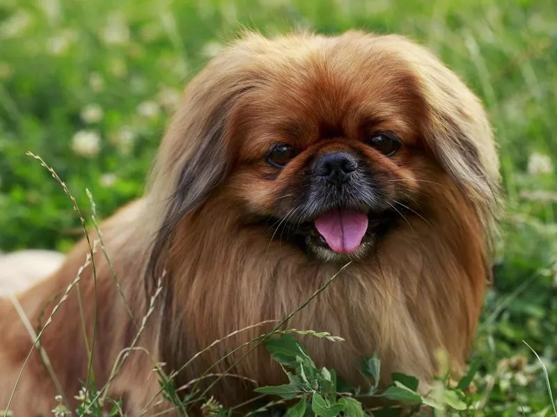 Pekingese