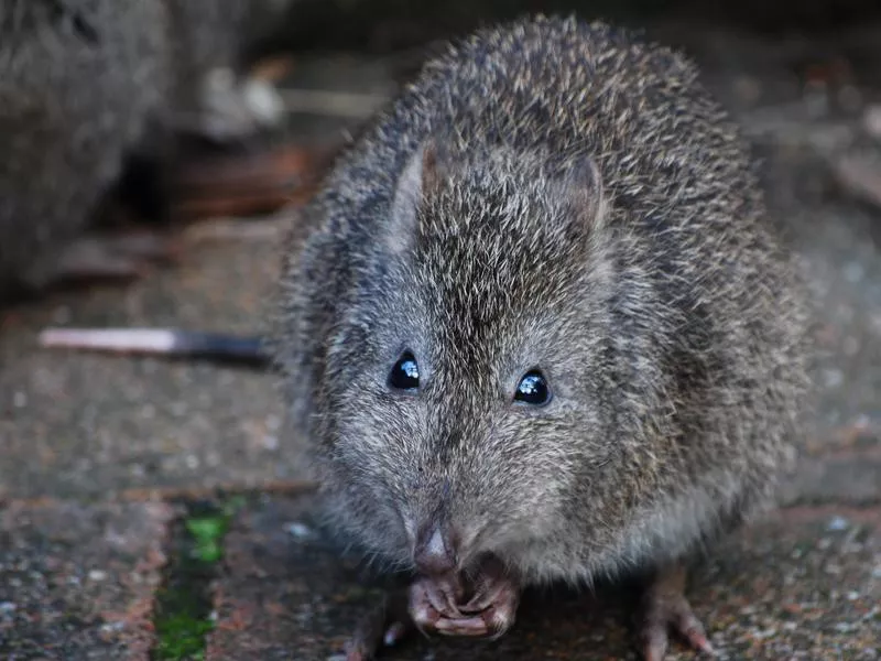 Gilbert’s Potoroo