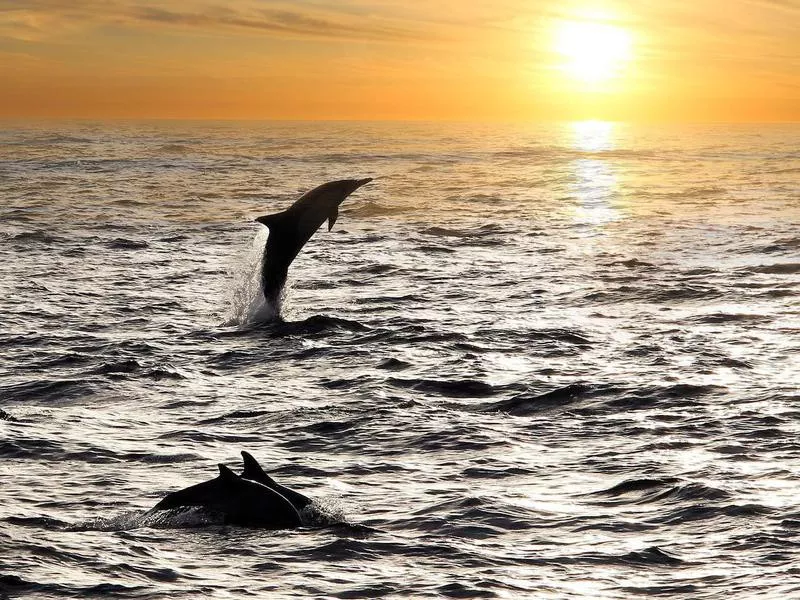 Dolphin in Southern California