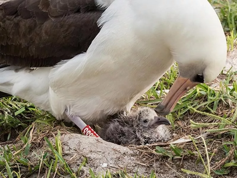 The Oldest-Living Banded Bird