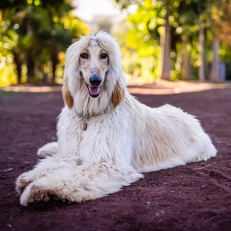 Afghan Hound