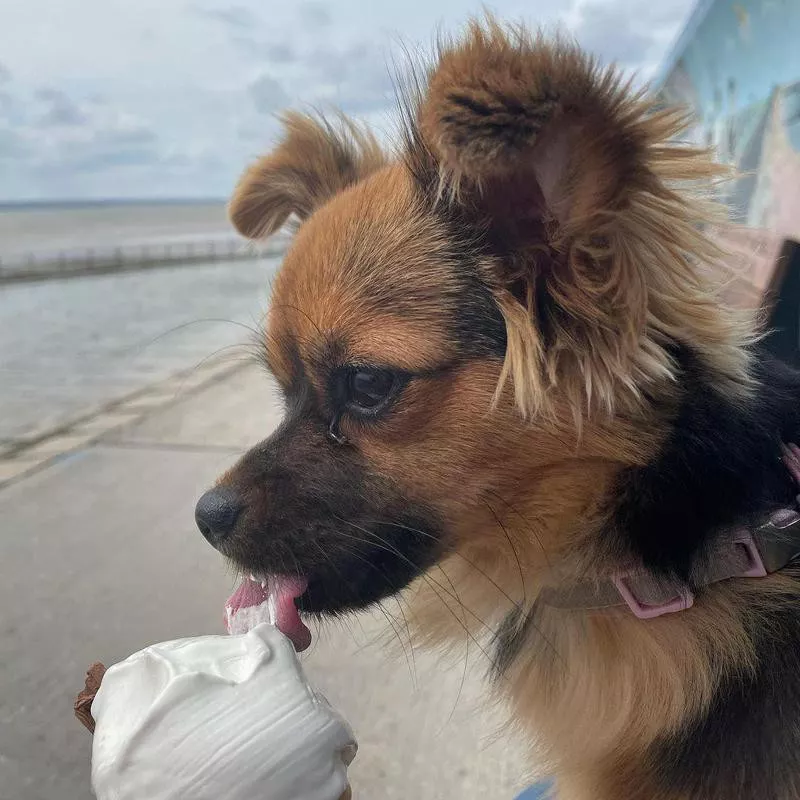 Pomchi eating ice cream