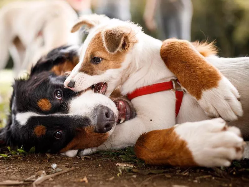 Dogs playing together on the ground