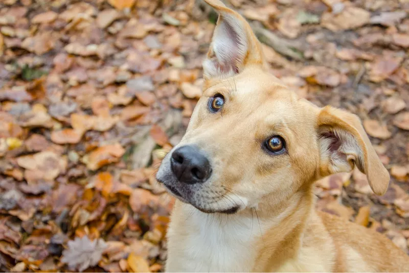 Mixed dog looking upward