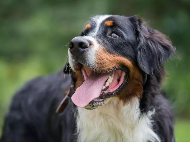 Bernese Mountain Dog