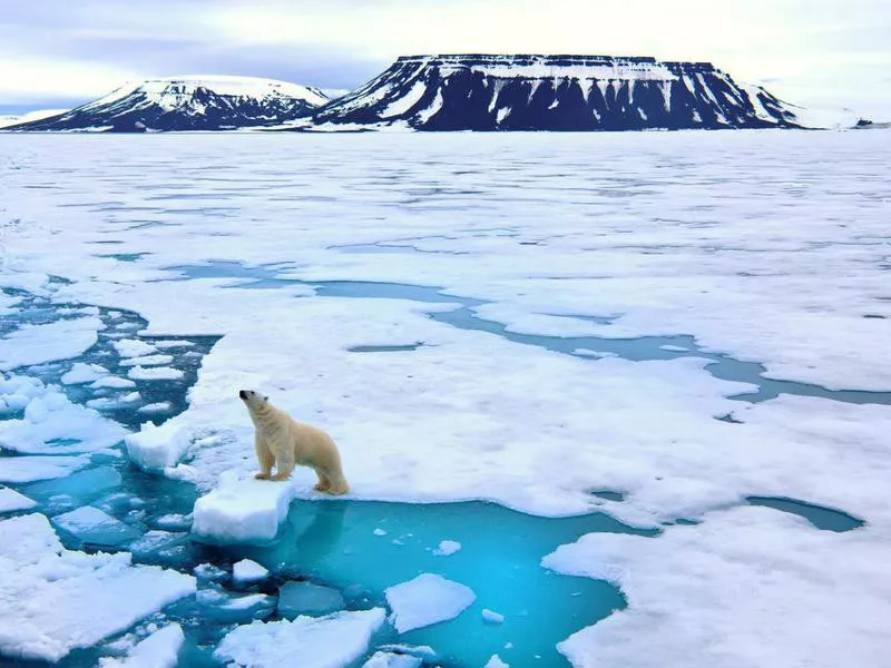 Polar bear on pack ice