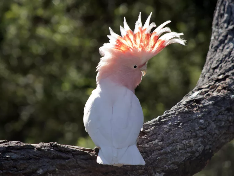 Cockatoo