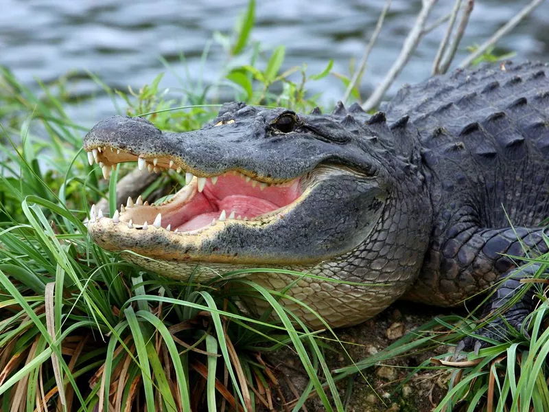 Alligator