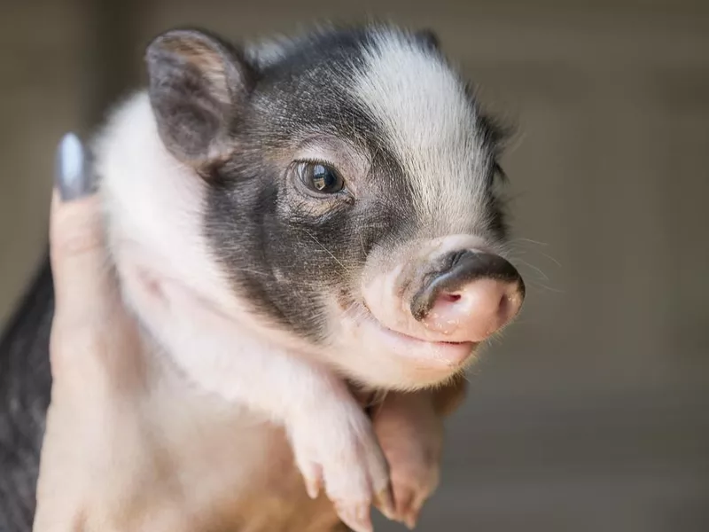 Baby Piglet