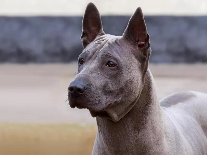 Thai ridgeback