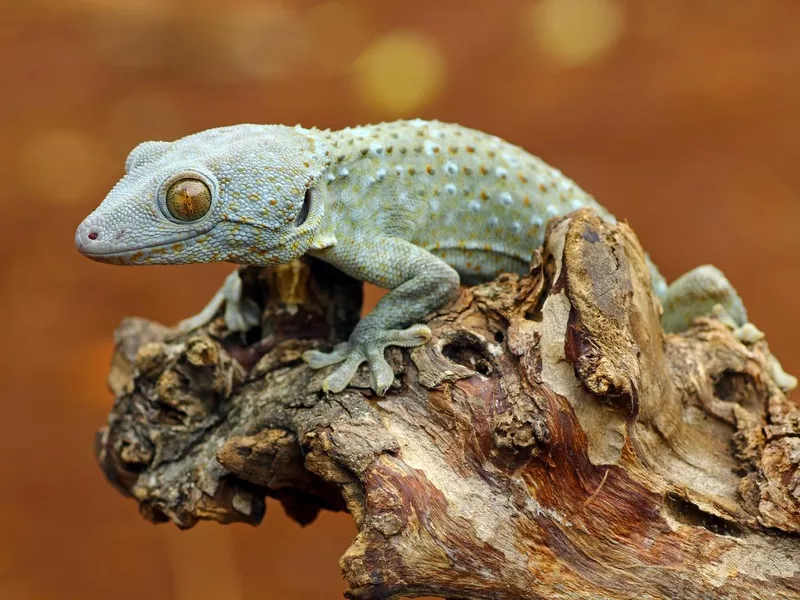 Tokay Gecko