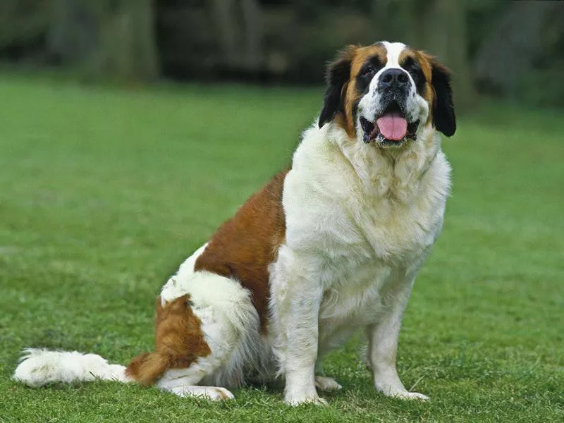 Saint Bernard