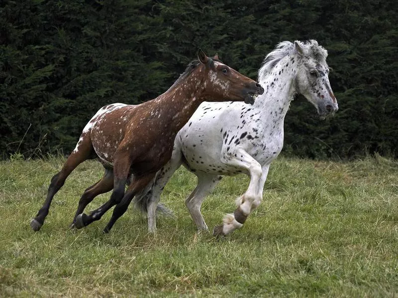 Appaloosa